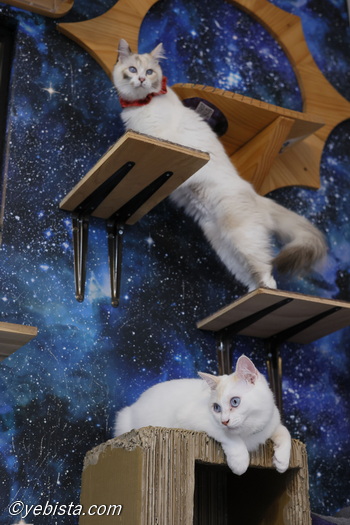 ミミピン・chey☆