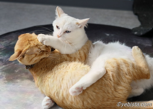 滝音・ミミピン