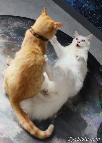 滝音・ミミピン