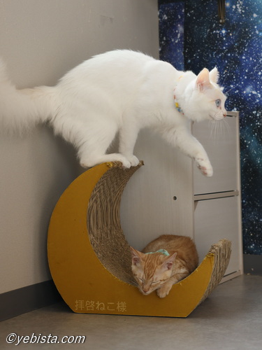 ミミピン・つくし