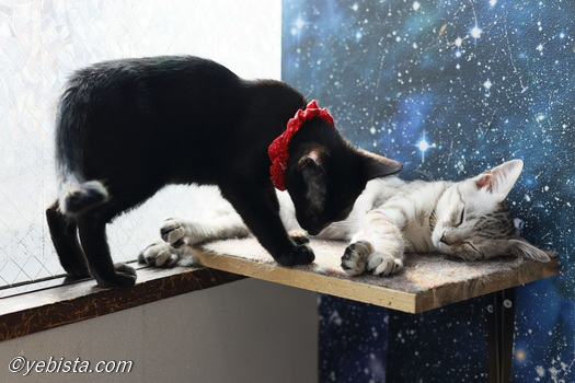 ごま団子・なずな