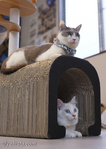 バーピー・ミミピン