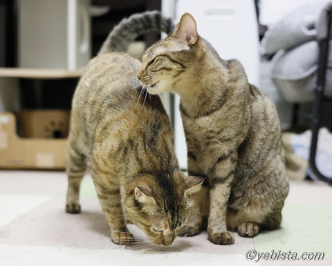 カナタ・ムイチロウ