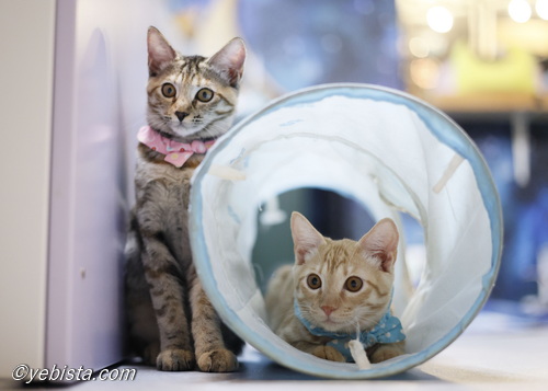 ヒロチョ・つくし