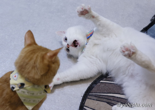 ミミピン・滝音