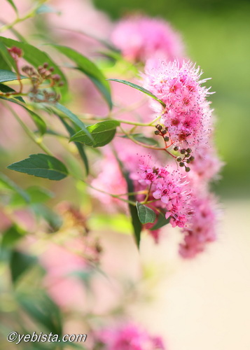 恵比寿ガーデンプレイス