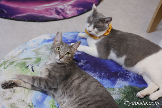 ギザ男・バーピー