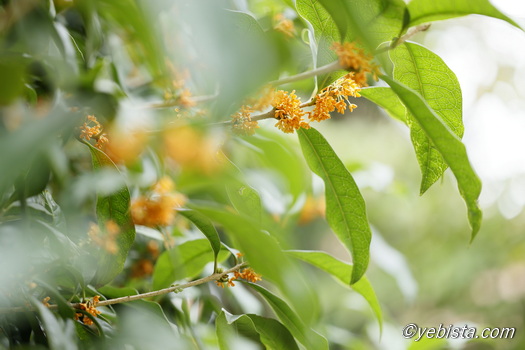 恵比寿ガーデンプレイス