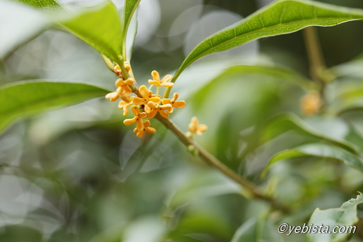 恵比寿ガーデンプレイス