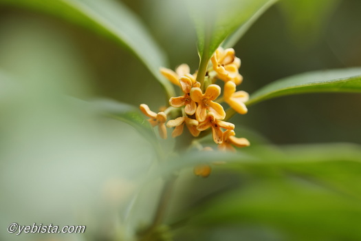 恵比寿ガーデンプレイス