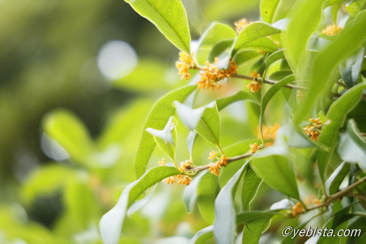 恵比寿ガーデンプレイス