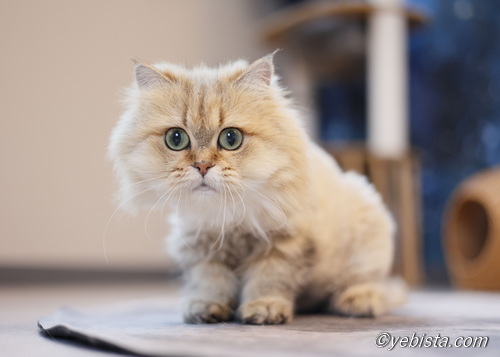 ファイヤーサンダー