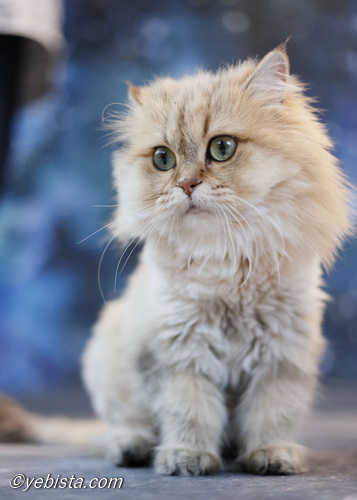 ファイヤーサンダー