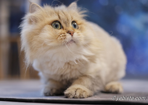 ファイヤーサンダー