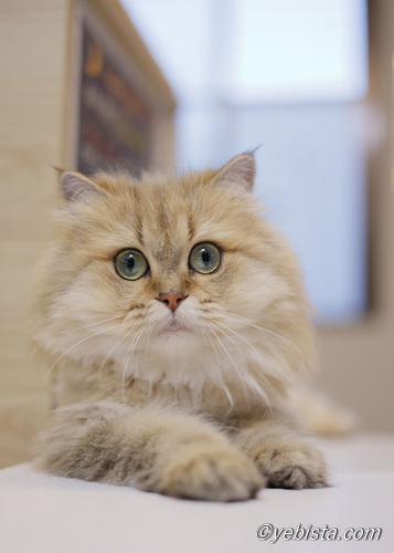 ファイヤーサンダー