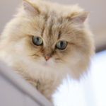 ファイヤーサンダー