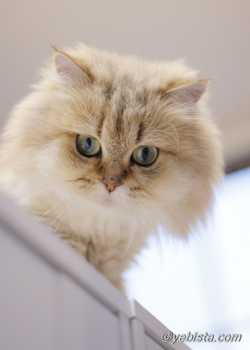 ファイヤーサンダー