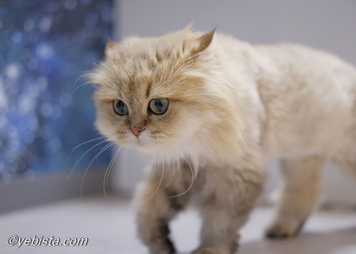 ファイヤーサンダー