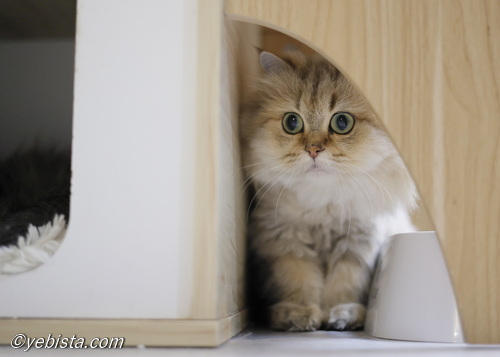 ファイヤーサンダー