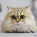 ファイヤーサンダー