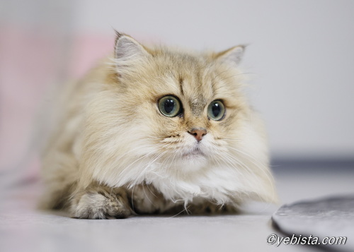 ファイヤーサンダー