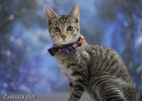 ミャーウチ会長