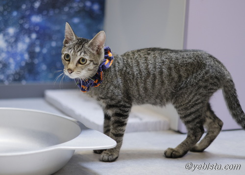 ミャーウチ会長