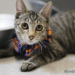 ミャーウチ会長