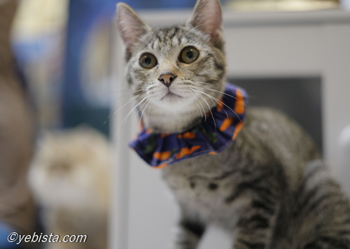 ミャーウチ会長