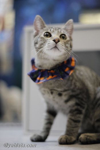 ミャーウチ会長