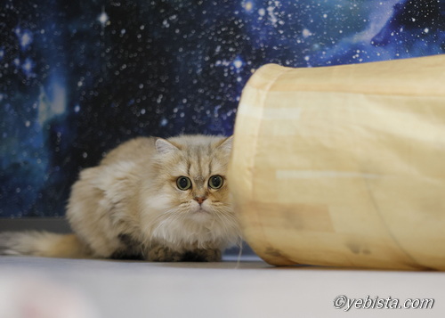 ファイヤーサンダー