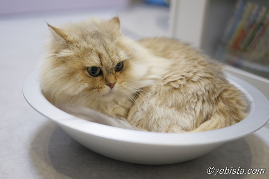 ファイヤーサンダー