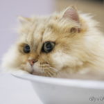 ファイヤーサンダー