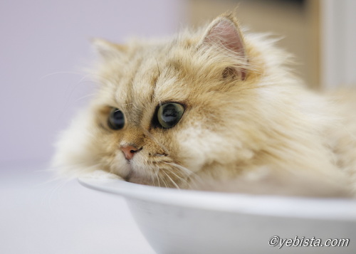 ファイヤーサンダー