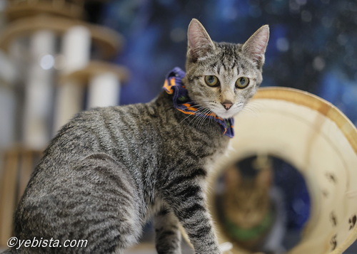 ミャーウチ会長