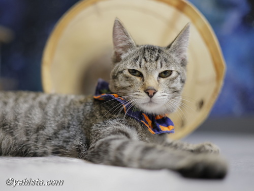 ミャーウチ会長