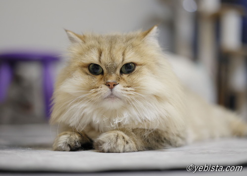 ファイヤーサンダー