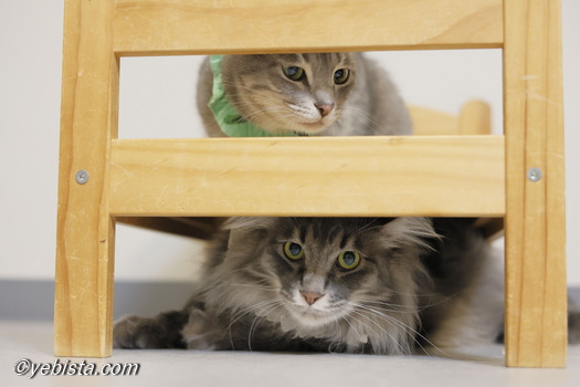 ギザ男・しずる