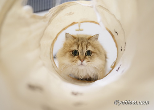 ファイヤーサンダー