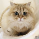 ファイヤーサンダー