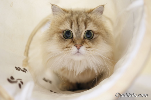 ファイヤーサンダー