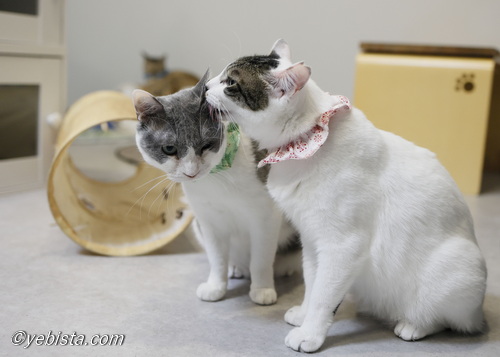 バーピー・ぽぽ