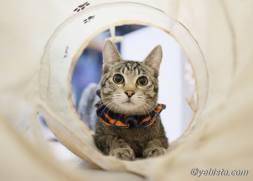 ミャーウチ会長