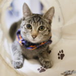 ミャーウチ会長