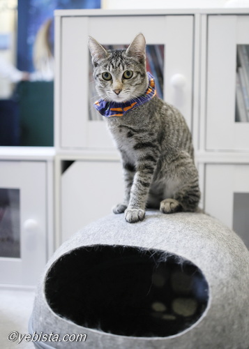 ミャーウチ会長