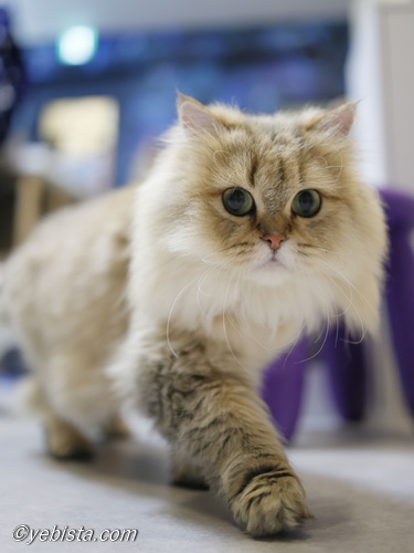 ファイヤーサンダー