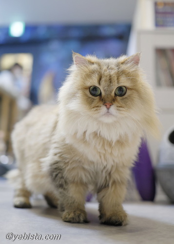 ファイヤーサンダー