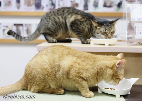 ほうじちゃ・トレモロ