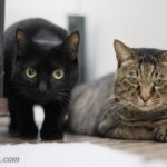 グリッチ・ギガ