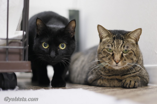 グリッチ・ギガ